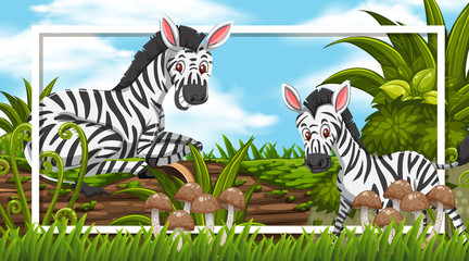 Frame design with zebras in the woods background