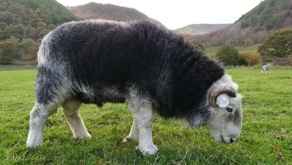 Sheep from the side in a field on a green grass