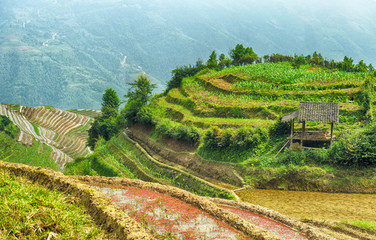 Wooden shelter in the middle of rice terraces fields in Asian mountains.