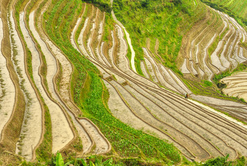 Manual agricultural worker doing maintenance job on rice terraces.