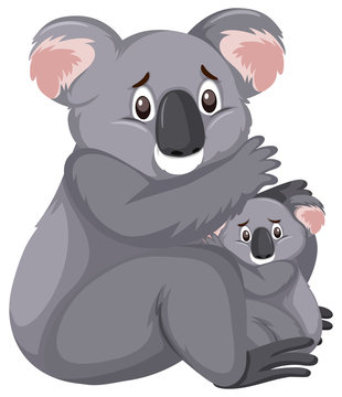 Sad looking koalas on white background