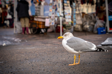 Closeup side view of one seagull seabird on the ground at a city marketplace.