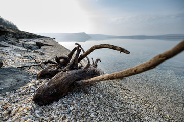 dead tree on the beach