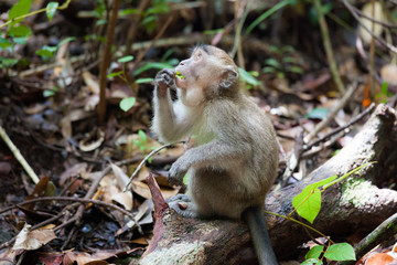 Wild long-tailed macaque in Bako national park forest