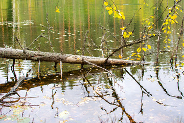 Fallen tree in the water and it's reflection, Lake Iso-Valkee in autumn, Somero, Finland