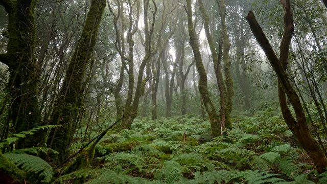Anaga Rural Park, Tenerife island, Spain. Foggy green forest with rich flora in the mist. typical vegetation of the canary islands Gimbal shot, 4K