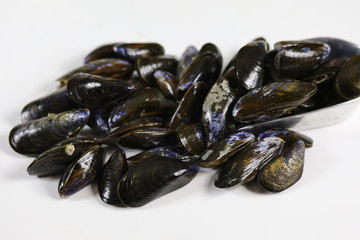 moules crues sur un fond blanc
