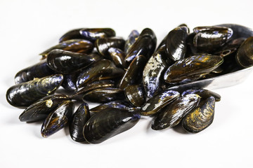 moules crues sur un fond blanc
