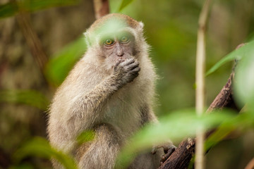 Wild long-tailed macaque in Bako national park forest
