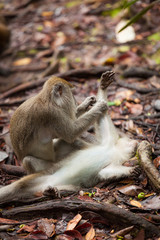 Wild long-tailed macaque in Bako national park forest