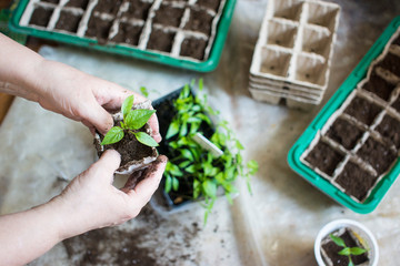 Baby plants seeding, black hole trays for agricultural seedlings.The spring planting. Early...