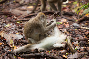 Wild long-tailed macaque in Bako national park forest
