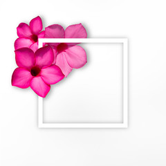 Flowers composition. Frame made of impala Lily flowers on white background. Creative layout with flowers and copy space card note. Flat lay. top view. Clipping path. Nature concept