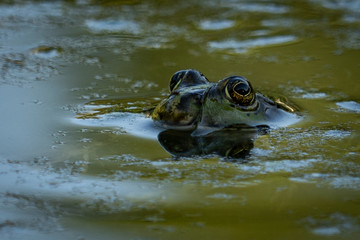 frog in pond