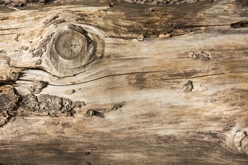 legno superficie