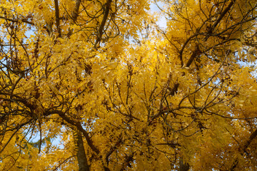 Autumn yllow tree in Sofievka park, Uman, Ukraine