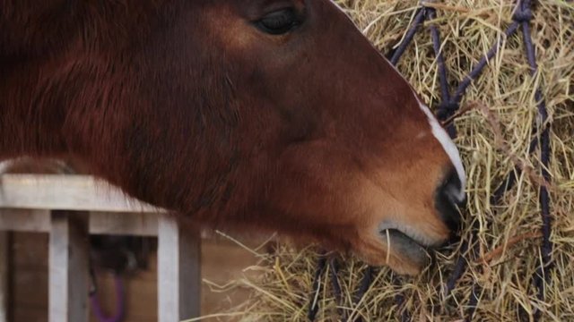 Brown horse eating hay in stable