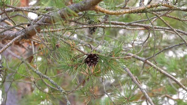 Small pine cones at the end of branches. The branch of the pine tree with male and female cones at the same time. In the bushes of garden plants Christmas tree. 