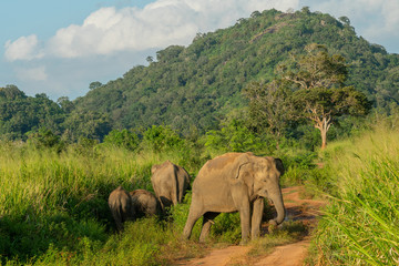 Obraz premium Wild elephant animals in jungle, Sri Lanka national park.