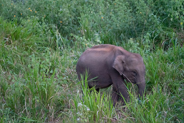 Wild elephant in green jungle landscape, Sri Lanka national park