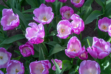 flowers of purple fringe tulips, closeup