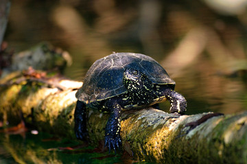 Obraz premium The European pond turtle from Mrežnica River, Croatia