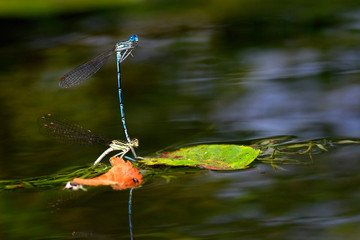 The white-legged damselfly mating on the river surface