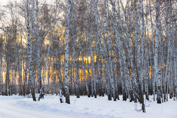  Winter birch forest at sunset © Andrey