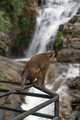 Monkey sitting near waterfall, Sri Lanka