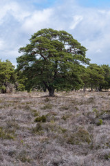 Baum auf der eide