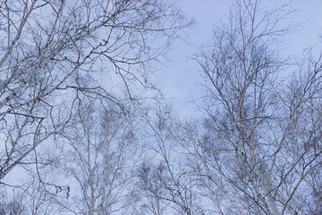 Fototapeta na wymiar Winter birch branches without leaves on a background of blue sky