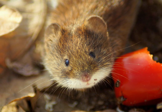 Hallo, du kleine s&uuml;sse Maus!