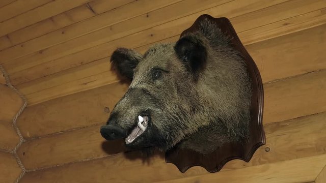 Heads of a stuffed wild boar in the hunter`s house. stuffed head of wild boar on a wooden wall.