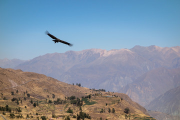 Andean Condor (Vultur gryphus) flying over the valley at the place called 'Canyon del Colca', in...