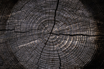 Round saw cut tree with annual rings