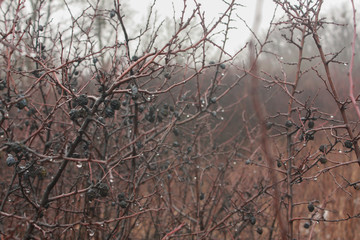 Overgrown bushes of thorns (teren, wild plum) in late autumn, covered with shiny drops of water.