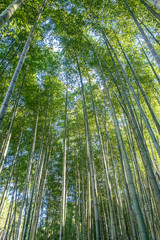 Obraz na płótnie Canvas Arashiyama Bamboo Grove or Sagano Bamboo Forest, is a natural forest of bamboo in Arashiyama, landmark and popular for tourists attractions in Kyoto. Japan