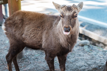 Deer around Nara park and Todaiji temple. Asian traveler visit in Nara near Osaka. landmark and popular for tourists attractions Japan. Asia travel concept