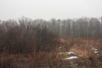 Overgrown bushes of thorns (teren, wild plum) in late autumn, covered with shiny drops of water.