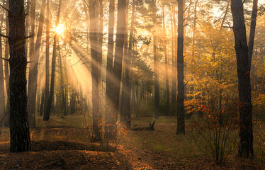 Obraz premium Forest. Good autumn morning. The sun's rays play in the branches of trees. Pleasant walk in the nature.