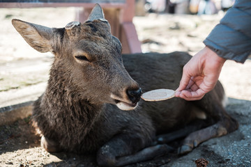Fototapeta premium Tourist feeding Deer around Nara park and Todaiji temple. Asian traveler visit in Nara near Osaka. landmark and popular for tourists attractions Japan. Asia travel concept