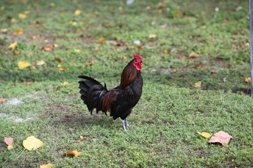 Closeup of colorful feral rooster on streets of Key West Florida #2