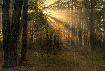 Fototapeta premium Forest. Good autumn morning. The sun's rays play in the branches of trees. Pleasant walk in the nature.