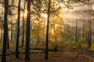 Obraz premium Forest. Good autumn morning. The sun's rays play in the branches of trees. Pleasant walk in the nature.