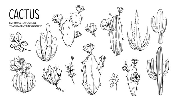 Set of cacti with flowers. Hand drawn illustration converted to vector