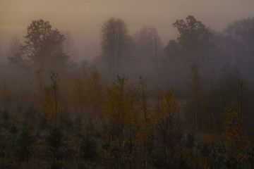 Obraz na płótnie Canvas fog, sunrise view of the forest in autumn, small Christmas trees and birches in the foreground