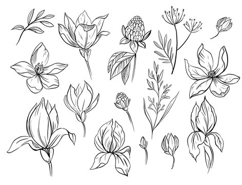 Set of floral elements. Sketches of flowers and plants to create different designs. Hand drawn outline converted to vector