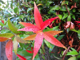 Dew on the morning leaves