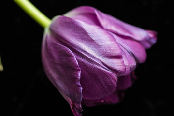 Close up of one purple pink tulip flower on the black nackground.