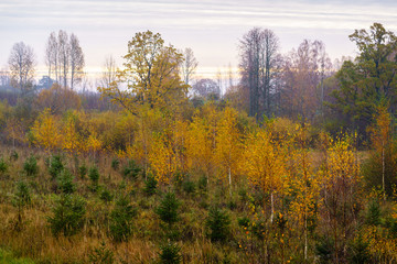 forest in autumn, small Christmas trees in the foreground, small birches with yellow leaves
